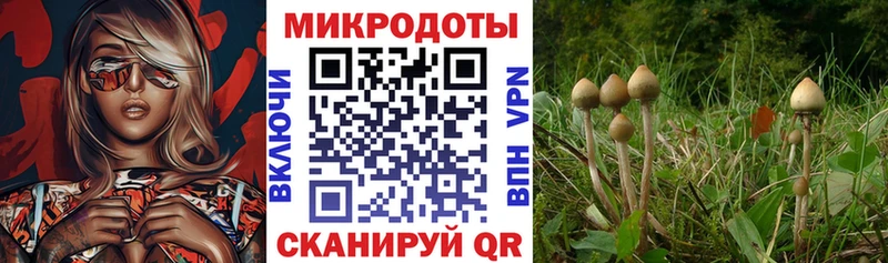 Псилоцибиновые грибы Psilocybine cubensis  маркетплейс как зайти  omg маркетплейс  Когалым  магазин продажи  